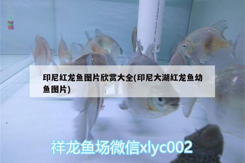 印尼紅龍魚圖片欣賞大全(印尼大湖紅龍魚幼魚圖片)