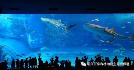 水族館工資高嗎現(xiàn)在（格爾木紅松石水族館的工資水平因地區(qū)、職位和工作經(jīng)驗(yàn)而異）