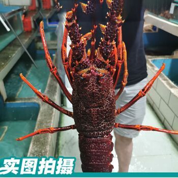 紅龍與澳龍的價(jià)格（海鮮價(jià)格波動(dòng)的秘密）