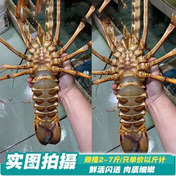 紅龍與澳龍的價(jià)格（海鮮價(jià)格波動(dòng)的秘密）