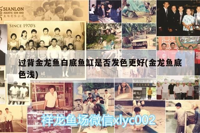 過背金龍魚白底魚缸是否發色更好(金龍魚底色淺)
