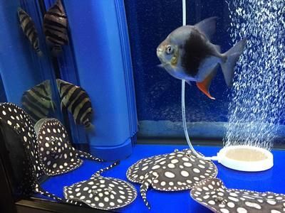 魚(yú)缸里有魟魚(yú)能放鹽嗎：于魚(yú)缸里有魟魚(yú)能放鹽嗎，魚(yú)缸里有魟魚(yú)能放鹽嗎 魚(yú)缸里有魟魚(yú)能放鹽嗎：于魚(yú)缸里有魟魚(yú)能放鹽嗎，魚(yú)缸里有魟魚(yú)能放鹽嗎 魟魚(yú)百科 第4張