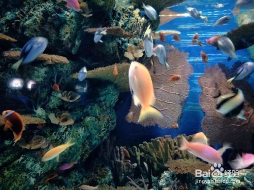 夜間水族館參觀須知事項（夜場水族館參觀須知）