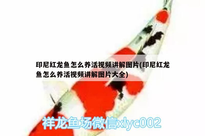 印尼紅龍魚怎么養活視頻講解圖片(印尼紅龍魚怎么養活視頻講解圖片大全)