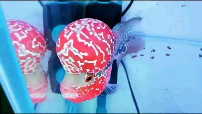 天水龍魚vs天水水族批發市場vs天水水族館vs天水魚缸批發市場vs祥龍魚場：天水魚缸批發市場