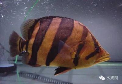 虎魚眼睛大：虎魚的眼睛為什么突然變大