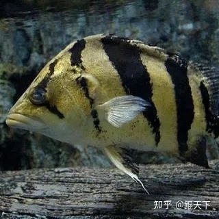 虎魚眼睛大：虎魚的眼睛為什么突然變大