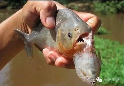 虎魚眼睛大：虎魚的眼睛為什么突然變大