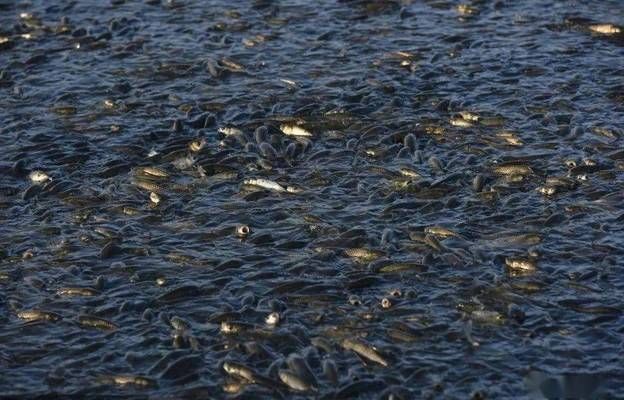 問問題 問問題 黃金貓魚百科 第3張