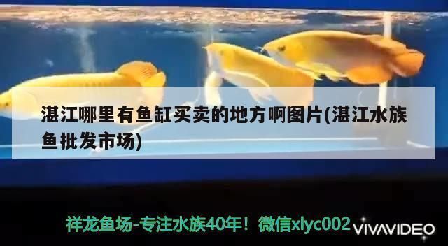 湛江龍魚vs湛江水族批發市場vs湛江水族館vs湛江魚缸批發市場vs祥龍魚場：湛江龍魚養殖技術