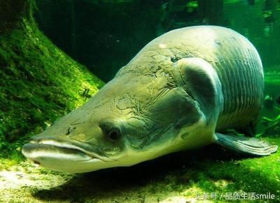 哪種魟魚最貴：帝王魟魚中的白子是最貴的品種嗎？