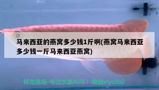 呂梁水族館羅漢喂河蝦好還是海蝦好？