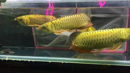 紅眼白子魟魚怎么來的：紅眼白子魟魚是怎么來的