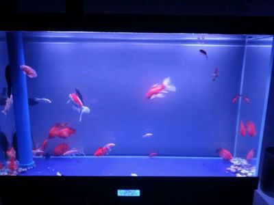 虎魚錦鯉混養好不好：虎魚和錦鯉混養可行嗎？ 虎魚錦鯉混養好不好：虎魚和錦鯉混養可行嗎？ 虎魚百科 第3張