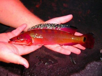 金龍魚色彩提升技巧：金龍魚的色彩提升技巧
