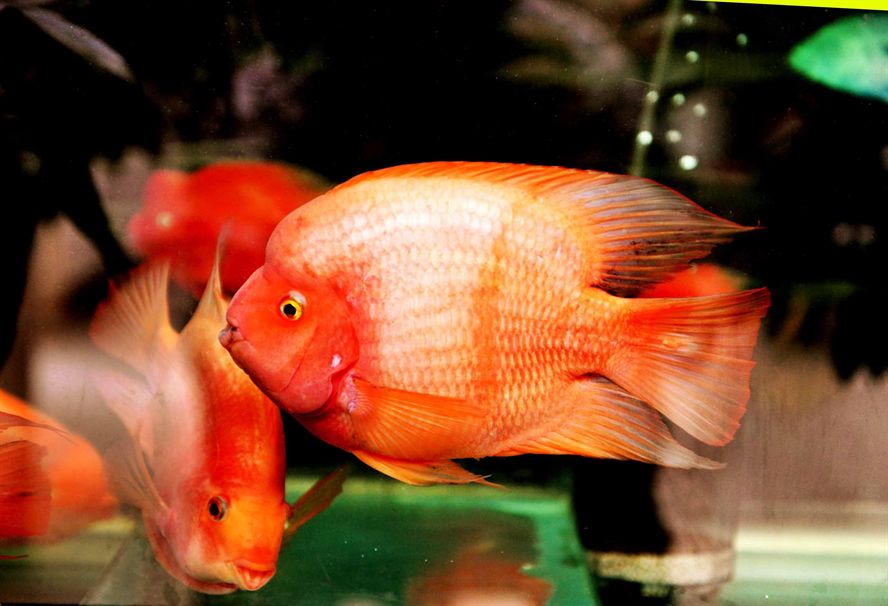 元寶鳳凰魚吃蝦肉嗎：元寶鳳凰魚的飼養方法 元寶鳳凰魚吃蝦肉嗎：元寶鳳凰魚的飼養方法 元寶鳳凰魚百科 第5張