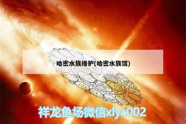 哈密龍魚vs哈密水族批發市場vs哈密水族館vs哈密魚缸批發市場vs祥龍魚場：哈密水族批發市場