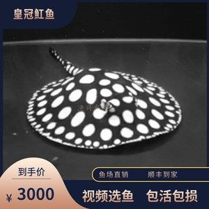 皇冠魟魚公母區(qū)分：皇冠魟魚公母區(qū)分方法