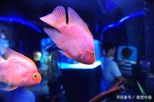 豬鼻龜認識主人嗎圖片大全：豬鼻龜認識主人嗎 豬鼻龜認識主人嗎圖片大全：豬鼻龜認識主人嗎 豬鼻龜百科 第2張