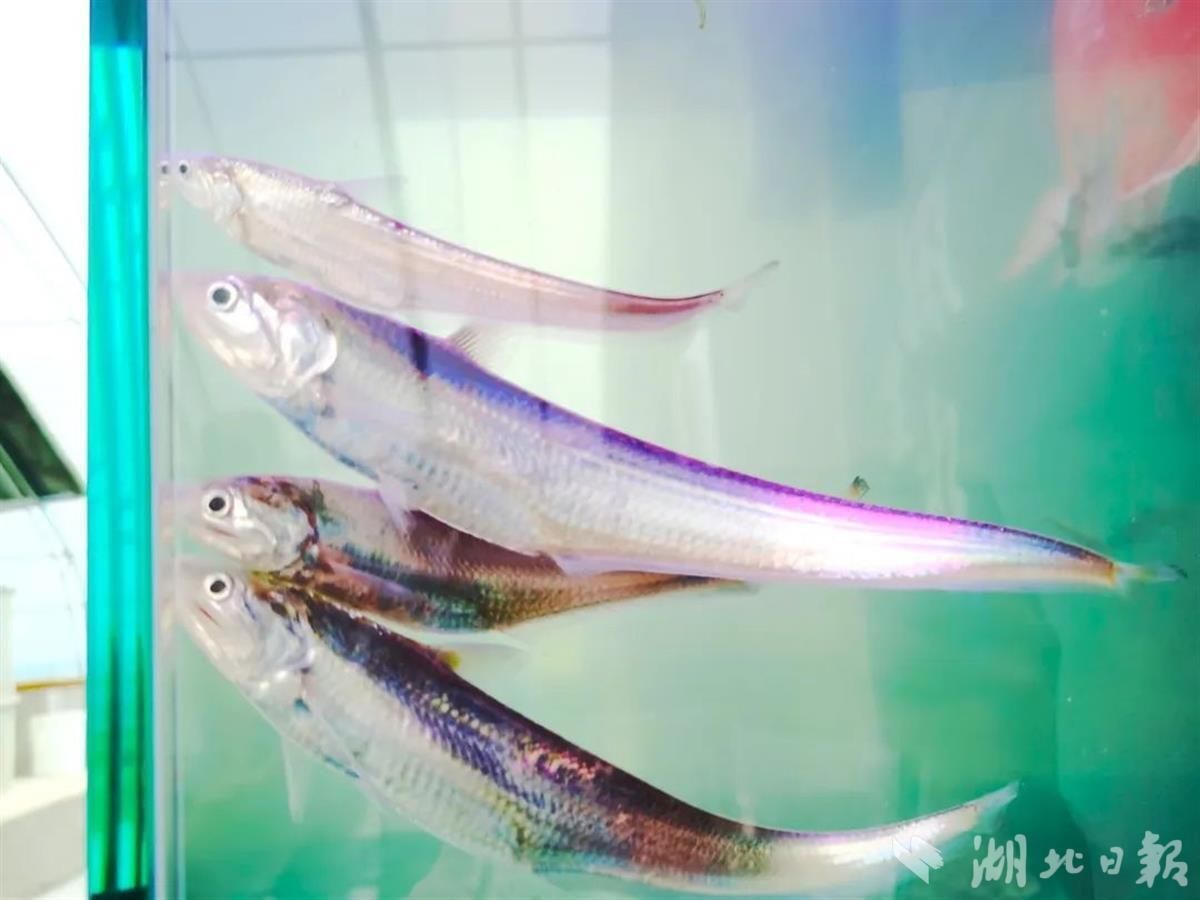 刀魚人工養殖技術進展，刀魚人工養殖技術取得顯著進展得到更顯著進展的應用