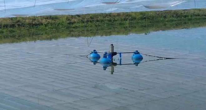 刀魚人工養殖技術進展，刀魚人工養殖技術取得顯著進展得到更顯著進展的應用