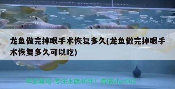 龍魚做完掉眼手術(shù)恢復(fù)多久(龍魚做完掉眼手術(shù)恢復(fù)多久可以吃) 元寶鳳凰魚百科 第3張 龍魚做完掉眼手術(shù)恢復(fù)多久(龍魚做完掉眼手術(shù)恢復(fù)多久可以吃) 龍魚做完掉眼手術(shù)恢復(fù)多久(龍魚做完掉眼手術(shù)恢復(fù)多久可以吃) 元寶鳳凰魚百科 第3張