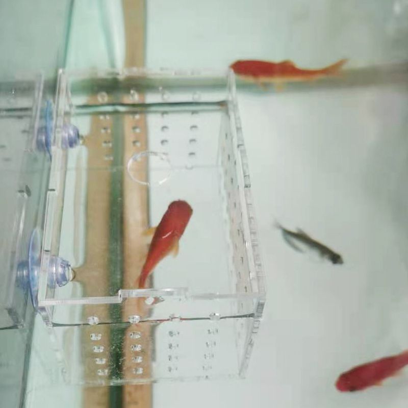 10公分虎魚需要隔離盒嗎：10公分虎魚需要隔離盒嗎10公分虎魚需要使用隔離盒嗎 10公分虎魚需要隔離盒嗎：10公分虎魚需要隔離盒嗎10公分虎魚需要使用隔離盒嗎 虎魚百科 第3張