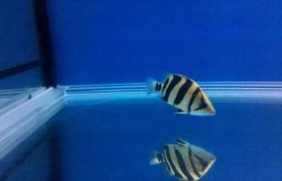 10公分虎魚需要隔離盒嗎：10公分虎魚需要隔離盒嗎10公分虎魚需要使用隔離盒嗎 10公分虎魚需要隔離盒嗎：10公分虎魚需要隔離盒嗎10公分虎魚需要使用隔離盒嗎 虎魚百科 第4張
