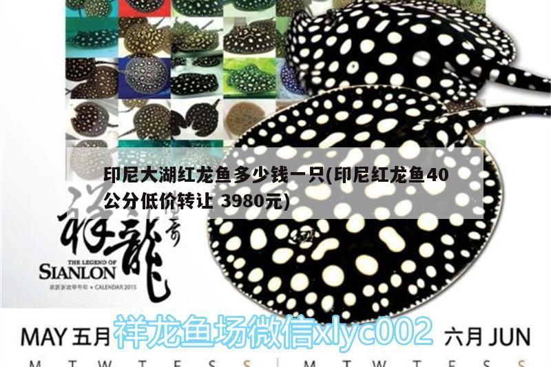 印尼大湖紅龍魚多少錢一只(印尼紅龍魚40公分低價轉(zhuǎn)讓3980元)