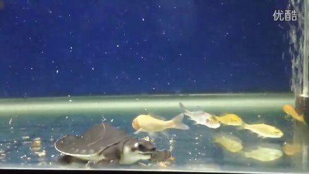 豬鼻龜怎么養成高背:如何培養傷口龜養成高背 豬鼻龜百科 第2張 豬鼻龜怎么養成高背:如何培養傷口龜養成高背 豬鼻龜怎么養成高背:如何培養傷口龜養成高背 豬鼻龜百科 第2張