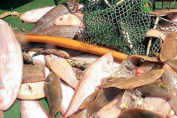 魟魚脫皮原因：[需手動填充]魚為什么會脫皮？