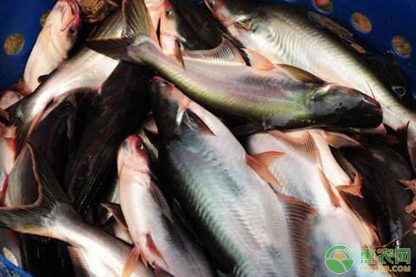魟魚脫皮原因：[需手動填充]魚為什么會脫皮？