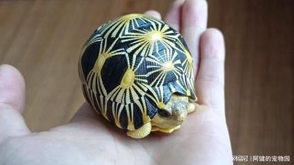 豬鼻龜擺件：豬鼻子龜?shù)娘L水布局方式有講究豬鼻子龜風水布局方式 豬鼻龜擺件：豬鼻子龜?shù)娘L水布局方式有講究豬鼻子龜風水布局方式 豬鼻龜百科 第2張