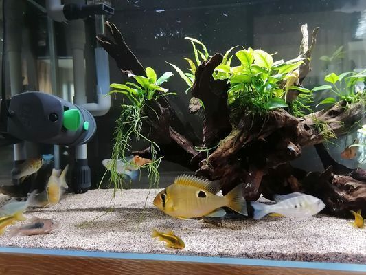 黃岡龍魚vs黃岡水族批發市場vs黃岡水族館vs黃岡魚缸批發市場vs祥龍魚場：黃岡水族批發市場
