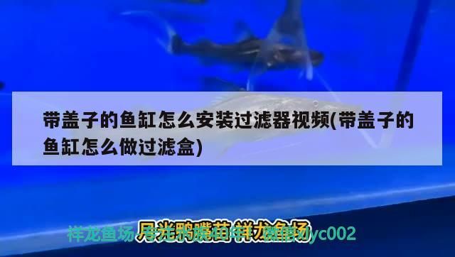 帶蓋子的魚缸怎么安裝過濾器視頻(帶蓋子的魚缸怎么做過濾盒) 黃金貓魚百科 第2張 帶蓋子的魚缸怎么安裝過濾器視頻(帶蓋子的魚缸怎么做過濾盒) 帶蓋子的魚缸怎么安裝過濾器視頻(帶蓋子的魚缸怎么做過濾盒) 黃金貓魚百科 第2張