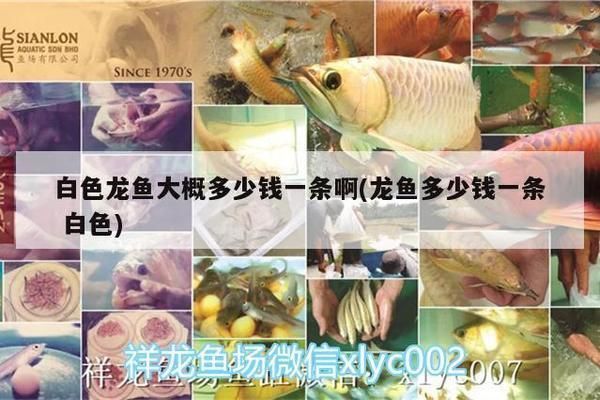 龍魚白色大概多少錢一條vs祥龍魚場(chǎng)：龍魚白色價(jià)格區(qū)間，祥龍魚場(chǎng)評(píng)價(jià)如何，龍魚養(yǎng)殖技巧分享