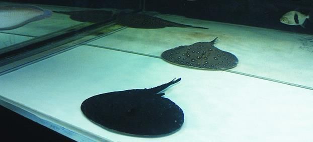 魟魚每次換水都脫膜：魟魚換水時出現脫膜的情況可能是由以下幾個原因引起的： 魟魚每次換水都脫膜：魟魚換水時出現脫膜的情況可能是由以下幾個原因引起的： 魟魚百科 第3張