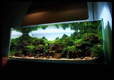 紅龍魚缸背景顏色搭配 紅龍魚缸背景顏色搭配 龍魚百科 第3張