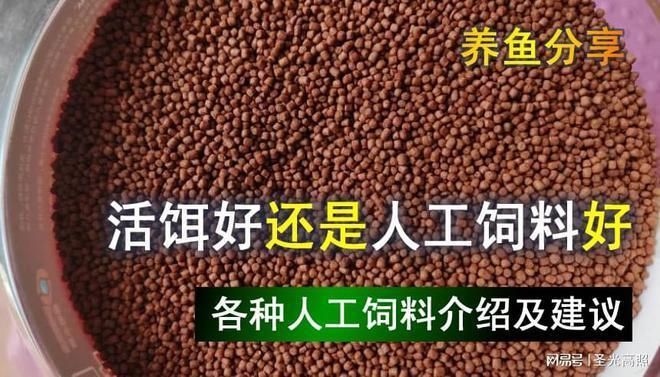 金龍魚活餌料與人工飼料的營(yíng)養(yǎng)對(duì)比：金龍魚喂活餌料和人工飼料各有優(yōu)缺點(diǎn)