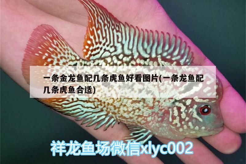 一條金龍魚配幾條虎魚好看圖片(一條龍魚配幾條虎魚合適) 一條金龍魚配幾條虎魚好看圖片(一條龍魚配幾條虎魚合適) 虎魚百科 第3張