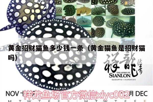 黃金招財(cái)貓魚多少錢一條（黃金貓魚是招財(cái)貓嗎）