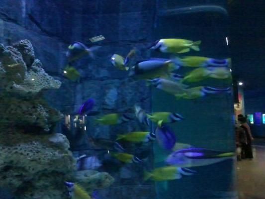 烏魯木齊龍魚vs烏魯木齊水族批發(fā)市場vs烏魯木齊水族館vs烏魯木齊魚缸批發(fā)市場vs祥龍魚場:烏魯木齊水族批發(fā)市場 祥龍魚場各市分站 第5張 烏魯木齊龍魚vs烏魯木齊水族批發(fā)市場vs烏魯木齊水族館vs烏魯木齊魚缸批發(fā)市場vs祥龍魚場:烏魯木齊水族批發(fā)市場 烏魯木齊龍魚vs烏魯木齊水族批發(fā)市場vs烏魯木齊水族館vs烏魯木齊魚缸批發(fā)市場vs祥龍魚場:烏魯木齊水族批發(fā)市場 祥龍魚場各市分站 第5張