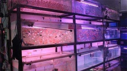 烏魯木齊龍魚vs烏魯木齊水族批發(fā)市場vs烏魯木齊水族館vs烏魯木齊魚缸批發(fā)市場vs祥龍魚場:烏魯木齊水族批發(fā)市場 祥龍魚場各市分站 第9張 烏魯木齊龍魚vs烏魯木齊水族批發(fā)市場vs烏魯木齊水族館vs烏魯木齊魚缸批發(fā)市場vs祥龍魚場:烏魯木齊水族批發(fā)市場 烏魯木齊龍魚vs烏魯木齊水族批發(fā)市場vs烏魯木齊水族館vs烏魯木齊魚缸批發(fā)市場vs祥龍魚場:烏魯木齊水族批發(fā)市場 祥龍魚場各市分站 第9張