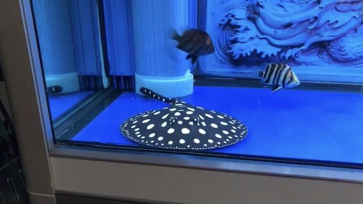 銅仁龍魚vs銅仁水族批發市場vs銅仁水族館vs銅仁魚缸批發市場vs祥龍魚場：銅仁龍魚、水族產品或魚缸批發市場