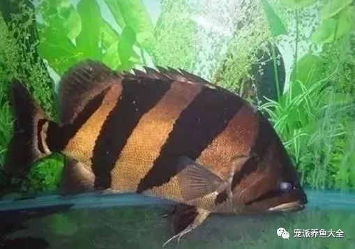 虎魚眼睛腫了怎么辦：虎魚眼睛腫了怎么辦，