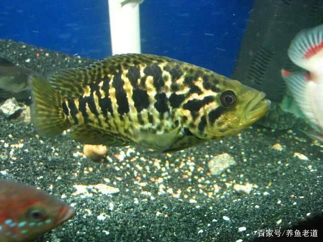 紅老虎魚混養(yǎng)常見問題，紅老虎魚混養(yǎng)時常見的問題包括食物競爭、水質(zhì)變化、疾病傳播和空間不足