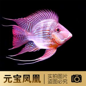元寶鳳凰魚和虎魚：元寶鳳凰魚和虎魚可以混養(yǎng)嗎