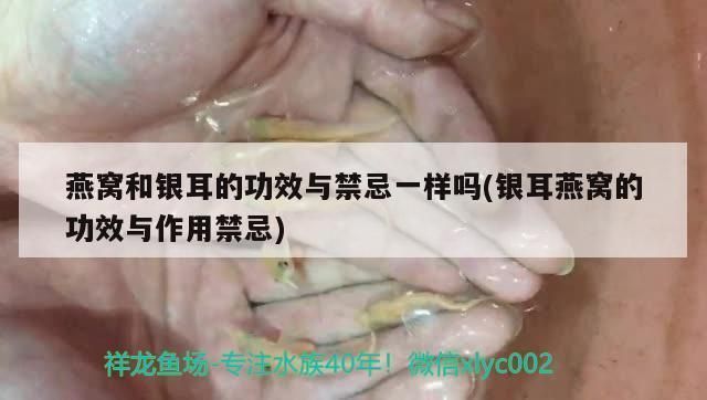 大湖紅龍魚對比印尼紅龍魚哪個好養些：大湖紅龍魚和印尼紅龍魚哪個好養 大湖紅龍魚對比印尼紅龍魚哪個好養些：大湖紅龍魚和印尼紅龍魚哪個好養 大湖紅龍魚百科 第4張