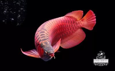 紅龍魚開什么顏色的燈：紅龍魚光照周期最佳設置，紅龍魚發色加速技巧
