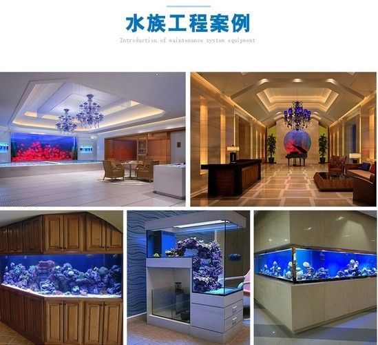 嘉興龍魚vs嘉興水族批發市場vs嘉興水族館vs嘉興魚缸批發市場vs祥龍魚場：嘉興水族批發市場、嘉興魚缸批發市場、祥龍魚場魚類品種介紹 嘉興龍魚vs嘉興水族批發市場vs嘉興水族館vs嘉興魚缸批發市場vs祥龍魚場：嘉興水族批發市場、嘉興魚缸批發市場、祥龍魚場魚類品種介紹 祥龍魚場各市分站 第4張
